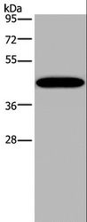KCNK13 / THIK-1 Antibody - Western blot analysis of Mouse lung tissue, using KCNK13 Polyclonal Antibody at dilution of 1:200.