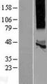 KCNK13 / THIK-1 Protein - Western validation with an anti-DDK antibody * L: Control HEK293 lysate R: Over-expression lysate