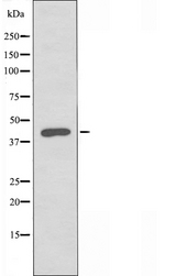 KCNK15 Antibody - Western blot analysis of extracts of A549 cells using KCNK15 antibody.