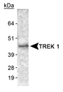 KCNK2 / TREK-1 Antibody - Detection of TREK 1 in human brain membrane lysate.  This image was taken for the unconjugated form of this product. Other forms have not been tested.