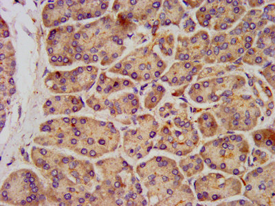KCNK3 / OAT1 Antibody - Immunohistochemistry image at a dilution of 1:300 and staining in paraffin-embedded human pancreatic tissue performed on a Leica BondTM system. After dewaxing and hydration, antigen retrieval was mediated by high pressure in a citrate buffer (pH 6.0) . Section was blocked with 10% normal goat serum 30min at RT. Then primary antibody (1% BSA) was incubated at 4 °C overnight. The primary is detected by a biotinylated secondary antibody and visualized using an HRP conjugated SP system.