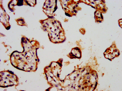 KCNK3 / OAT1 Antibody - Immunohistochemistry image at a dilution of 1:300 and staining in paraffin-embedded human placenta tissue performed on a Leica BondTM system. After dewaxing and hydration, antigen retrieval was mediated by high pressure in a citrate buffer (pH 6.0) . Section was blocked with 10% normal goat serum 30min at RT. Then primary antibody (1% BSA) was incubated at 4 °C overnight. The primary is detected by a biotinylated secondary antibody and visualized using an HRP conjugated SP system.