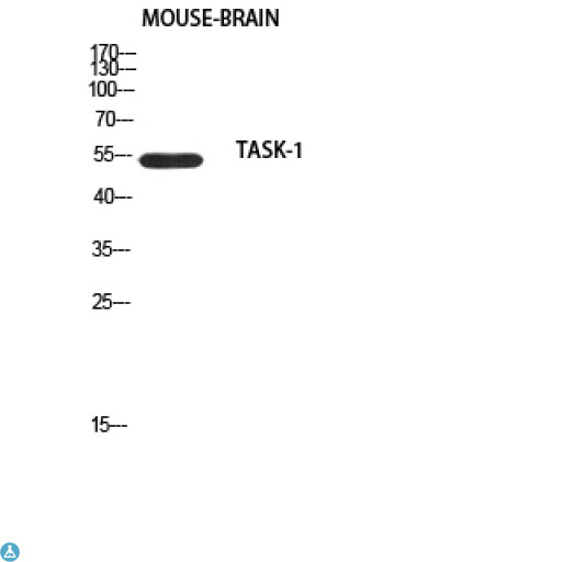 KCNK3 / OAT1 Antibody - Western Blot (WB) analysis of Mouse Brain using TASK-1 antibody.