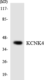 KCNK4 / TRAAK Antibody - Western blot analysis of the lysates from HUVECcells using KCNK4 antibody.