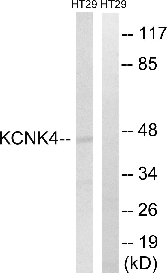 KCNK4 / TRAAK Antibody - Western blot analysis of lysates from HT-29 cells, using KCNK4 Antibody. The lane on the right is blocked with the synthesized peptide.
