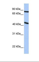 KCNK4 / TRAAK Antibody - HepG2 cell lysate. Antibody concentration: 1.0 ug/ml. Gel concentration: 12%.  This image was taken for the unconjugated form of this product. Other forms have not been tested.