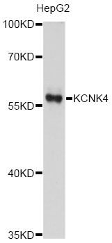 KCNK4 / TRAAK Antibody - Western blot analysis of extracts of HepG2 cells, using KCNK4 antibody at 1:1000 dilution. The secondary antibody used was an HRP Goat Anti-Rabbit IgG (H+L) at 1:10000 dilution. Lysates were loaded 25ug per lane and 3% nonfat dry milk in TBST was used for blocking. An ECL Kit was used for detection and the exposure time was 90s.