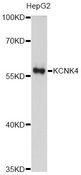 KCNK4 / TRAAK Antibody - Western blot analysis of extracts of HepG2 cells, using KCNK4 antibody at 1:1000 dilution. The secondary antibody used was an HRP Goat Anti-Rabbit IgG (H+L) at 1:10000 dilution. Lysates were loaded 25ug per lane and 3% nonfat dry milk in TBST was used for blocking. An ECL Kit was used for detection and the exposure time was 90s.
