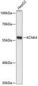 KCNK4 / TRAAK Antibody - Western blot analysis of extracts of HepG2 cells using KCNK4 Polyclonal Antibody at dilution of 1:1000.