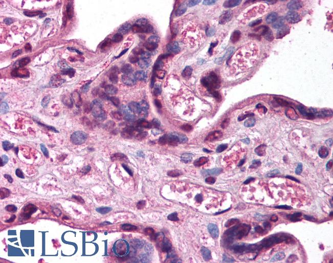 KCNK5 / TASK2 Antibody - Anti-KCNK5 antibody IHC of human placenta. Immunohistochemistry of formalin-fixed, paraffin-embedded tissue after heat-induced antigen retrieval. Antibody concentration 5 ug/ml.  This image was taken for the unconjugated form of this product. Other forms have not been tested.