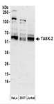 KCNK5 / TASK2 Antibody - Detection of Human TASK-2 by Western Blot. Samples: Whole cell lysate (50 ug) prepared using NETN buffer from HeLa, 293T, and Jurkat cells. Antibodies: Affinity purified rabbit anti-TASK-2 antibody used for WB at 0.4 ug/ml. Detection: Chemiluminescence with an exposure time of 3 minutes.