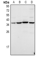 KCNK7 / K2p7.1 Antibody - Western blot analysis of TWIK3 expression in HCT116 (A), A549 (B), H9C2 (C), AML12 (D) whole cell lysates.