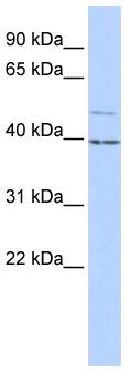 KCNK9 / TASK3 Antibody - Western blot of HepG2 cell lysate.  This image was taken for the unconjugated form of this product. Other forms have not been tested.