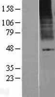 KCNK9 / TASK3 Protein - Western validation with an anti-DDK antibody * L: Control HEK293 lysate R: Over-expression lysate