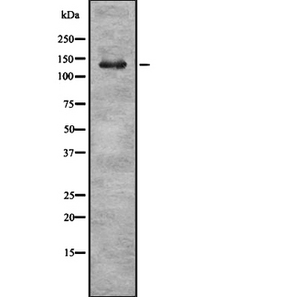 KCNMA1 / BK Antibody - Western blot analysis of MaxiK alpha using K562 whole cells lysates