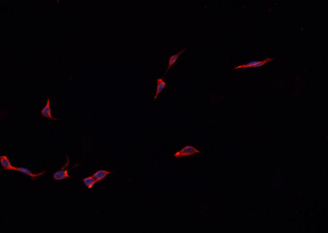 KCNMB1 Antibody - Staining HepG2 cells by IF/ICC. The samples were fixed with PFA and permeabilized in 0.1% Triton X-100, then blocked in 10% serum for 45 min at 25°C. The primary antibody was diluted at 1:200 and incubated with the sample for 1 hour at 37°C. An Alexa Fluor 594 conjugated goat anti-rabbit IgG (H+L) antibody, diluted at 1/600, was used as secondary antibody.