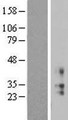 KCNMB2 Protein - Western validation with an anti-DDK antibody * L: Control HEK293 lysate R: Over-expression lysate