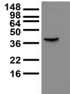 KCNMB3 Antibody - Lysate of COS cells transiently-transfected with BK Beta3a plasmid and probed