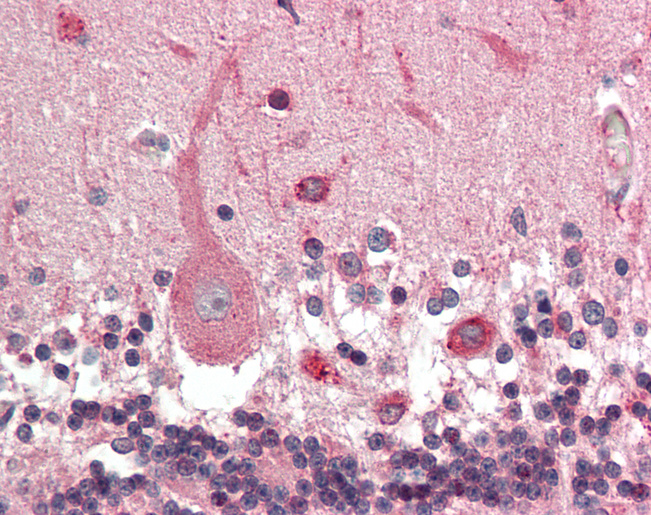 KCNN1 Antibody - Anti-KCNN1 antibody IHC staining of human brain, cerebellum. Immunohistochemistry of formalin-fixed, paraffin-embedded tissue after heat-induced antigen retrieval. Antibody concentration 10 ug/ml.  This image was taken for the unconjugated form of this product. Other forms have not been tested.