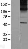KCNN1 Protein - Western validation with an anti-DDK antibody * L: Control HEK293 lysate R: Over-expression lysate