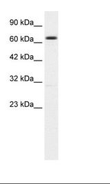 KCNN2 Antibody - HepG2 Cell Lysate.  This image was taken for the unconjugated form of this product. Other forms have not been tested.
