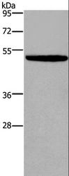 KCNN4 / KCa3.1 Antibody - Western blot analysis of NIH/3T3 cell, using KCNN4 Polyclonal Antibody at dilution of 1:450.