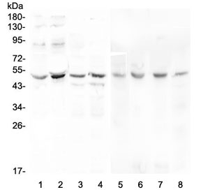 KCNN4 / KCa3.1 Antibody - Western blot testing of human 1) Caco-2, 2) PC-3, 3) A549, 4) HeLa, 5) rat stomach, 6) rat testis, 7) mouse testis and 8) mouse liver lysate with KCNN4 antibody at 0.5ug/ml. Predicted molecular weight ~48 kDa.
