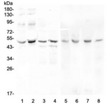KCNN4 / KCa3.1 Antibody - Western blot testing of human 1) Caco-2, 2) PC-3, 3) A549, 4) HeLa, 5) rat stomach, 6) rat testis, 7) mouse testis and 8) mouse liver lysate with KCNN4 antibody at 0.5ug/ml. Predicted molecular weight ~48 kDa.