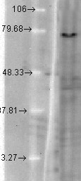 KCNQ1 / KVLQT1 Antibody - KCNQ1 (S37A-10), Mink-KvLQT1 in T-CHO.  This image was taken for the unconjugated form of this product. Other forms have not been tested.
