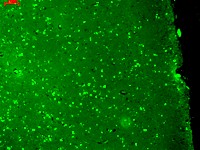 KCNQ1 / KVLQT1 Antibody - KCNQ1 (S37A-10), Human hippocampus.  This image was taken for the unconjugated form of this product. Other forms have not been tested.