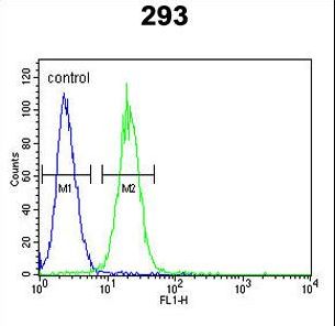 KCNQ1 / KVLQT1 Antibody - KCNQ1 Antibody flow cytometry of 293 cells (right histogram) compared to a negative control cell (left histogram). FITC-conjugated goat-anti-rabbit secondary antibodies were used for the analysis.
