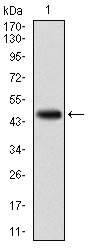 KCNQ1 / KVLQT1 Antibody - Western blot using KCNQ1 monoclonal antibody against human KCNQ1 (AA: 229-347) recombinant protein. (Expected MW is 74.7 kDa)