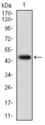 KCNQ1 / KVLQT1 Antibody - Western blot using KCNQ1 monoclonal antibody against human KCNQ1 (AA: 229-347) recombinant protein. (Expected MW is 74.7 kDa)