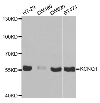 KCNQ1 / KVLQT1 Antibody - Western blot analysis of extracts of various cell lines, using KCNQ1 antibody.