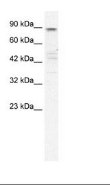 KCNQ2 Antibody - HepG2 Cell Lysate.  This image was taken for the unconjugated form of this product. Other forms have not been tested.