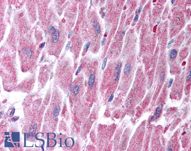 KCNQ2 Antibody - Anti-KCNQ2 antibody IHC of human heart. Immunohistochemistry of formalin-fixed, paraffin-embedded tissue after heat-induced antigen retrieval. Antibody concentration 5 ug/ml.  This image was taken for the unconjugated form of this product. Other forms have not been tested.