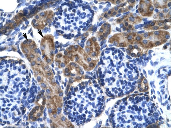 KCNQ2 Antibody - KCNQ2 antibody ARP35459_T100-NP_742107-KCNQ2 (potassium voltage-gated channel, KQT-like subfamily, member 2) Antibody was used in IHC to stain formalin-fixed, paraffin-embedded human kidney.  This image was taken for the unconjugated form of this product. Other forms have not been tested.