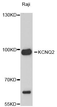 KCNQ2 Antibody - Western blot analysis of extracts of Raji cells.