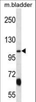 KCNQ3 Antibody - KCNQ3 Antibody western blot of mouse bladder tissue lysates (35 ug/lane). The KCNQ3 antibody detected the KCNQ3 protein (arrow).