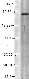 KCNQ4 Antibody - KCNQ4 (S43-6), Rat tissue lysate.  This image was taken for the unconjugated form of this product. Other forms have not been tested.