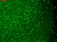 KCNQ4 Antibody - KCNQ4 (S43-6), Human hippocampus.  This image was taken for the unconjugated form of this product. Other forms have not been tested.