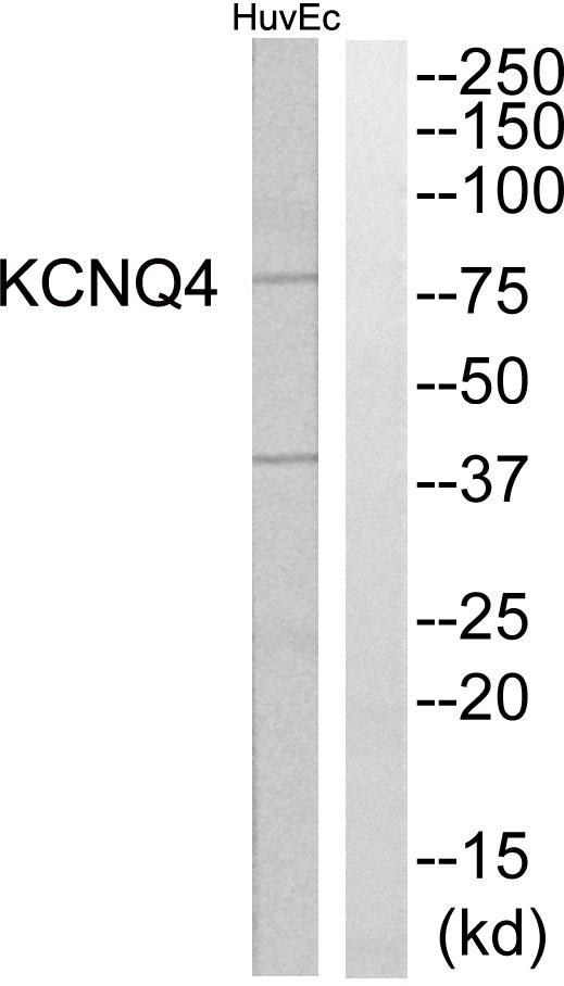 KCNQ4 Antibody - Western blot analysis of extracts from HuvEc cells, using KCNQ4 antibody.