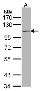 KCNQ5 Antibody - Sample (30 ug of whole cell lysate). A:293T. 7.5% SDS PAGE. KCNQ5 antibody diluted at 1:500