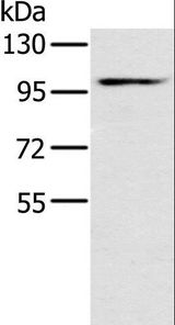 KCNQ5 Antibody - Western blot analysis of Mouse heart tissue, using KCNQ5 Polyclonal Antibody at dilution of 1:500.
