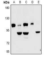 KCNQ5 Antibody - Western blot analysis of Kv7.5 expression in HEK293T (A), COS7 (B), C6 (C), CT26 (D), MG63 (E) whole cell lysates.