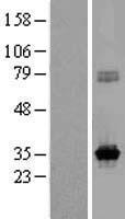 KCNRG Protein - Western validation with an anti-DDK antibody * L: Control HEK293 lysate R: Over-expression lysate