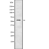 KCNS1 Antibody - Western blot analysis of KCNS1 using LOVO cells whole cells lysates