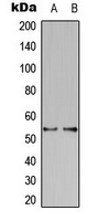 KCNS2 Antibody - Western blot analysis of Kv9.2 expression in HeLa (A); Raw264.7 (B) whole cell lysates.
