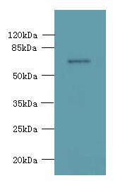 KCNS2 Antibody - Western blot. All lanes: KCNS2 antibody at 4 ug/ml+ Mouse eye tissue Goat polyclonal to rabbit at 1:10000 dilution. Predicted band size: 54 kDa. Observed band size: 54 kDa.