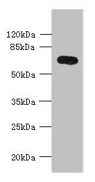 KCNS2 Antibody - Western blot All lanes: KCNS2 antibody at 4µg/ml + Mouse eye tissue Secondary Goat polyclonal to rabbit IgG at 1/10000 dilution Predicted band size: 54 kDa Observed band size: 54 kDa